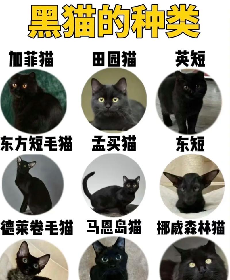 解析“纯黑的猫”你不知道的事-第8张图片 解析“纯黑的猫”你不知道的事-第8张图片