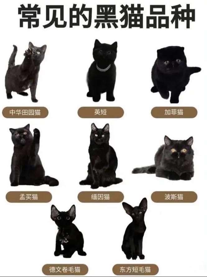 解析“纯黑的猫”你不知道的事-第9张图片 解析“纯黑的猫”你不知道的事-第9张图片