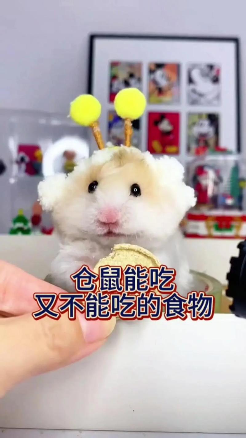 仓鼠能吃糖吗，仓鼠吃什么必死