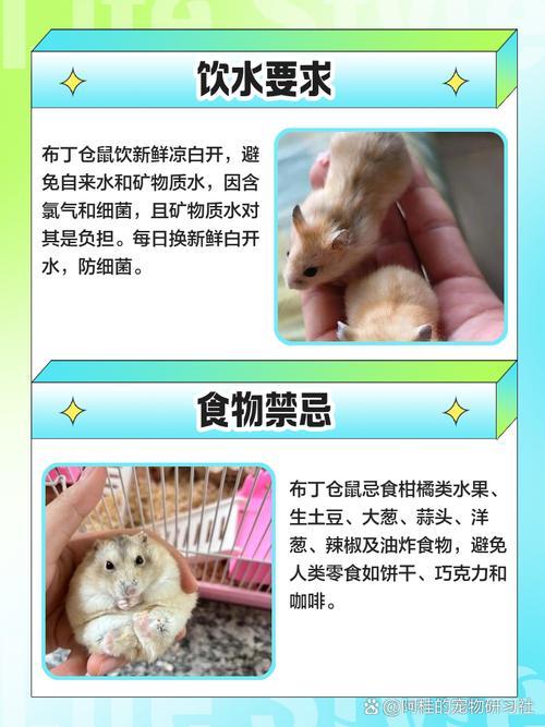仓鼠能吃糖吗,仓鼠吃什么必死-第9张图片 仓鼠能吃糖吗,仓鼠吃什么必死-第9张图片