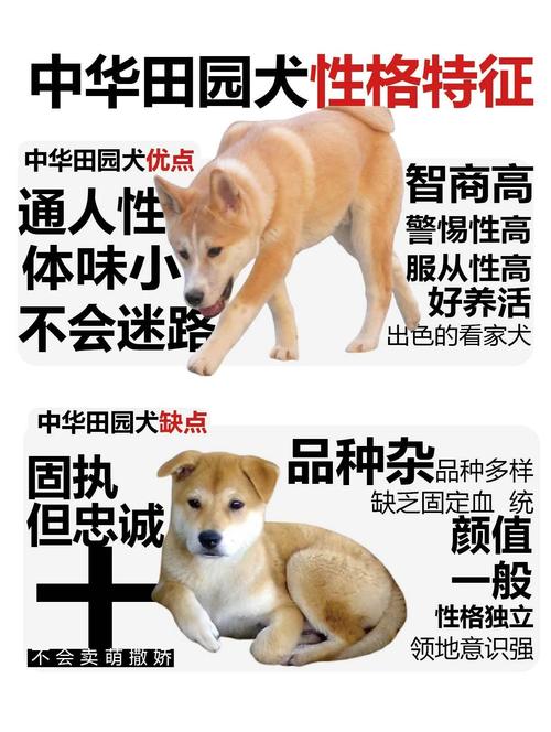 土狗什么意思/土狗什么意思抖音-第4张图片 土狗什么意思/土狗什么意思抖音-第4张图片