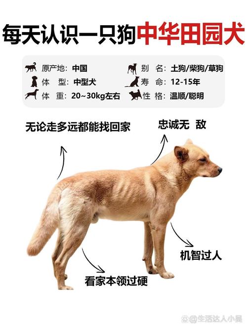 土狗什么意思/土狗什么意思抖音-第6张图片 土狗什么意思/土狗什么意思抖音-第6张图片