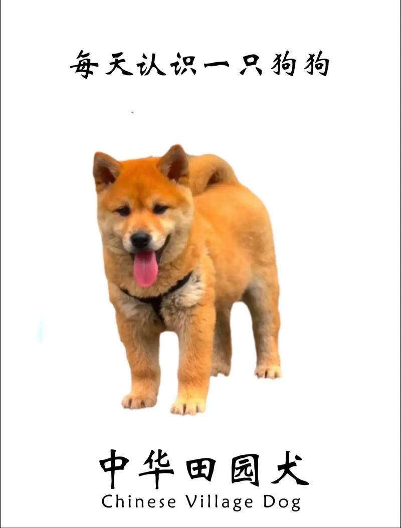 土狗什么意思/土狗什么意思抖音-第7张图片 土狗什么意思/土狗什么意思抖音-第7张图片