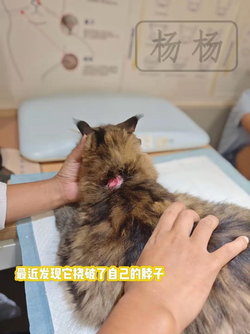被猫咪抓出血了怎么办-被猫咪抓了出血了会不会有事-第3张图片 被猫咪抓出血了怎么办-被猫咪抓了出血了会不会有事-第3张图片