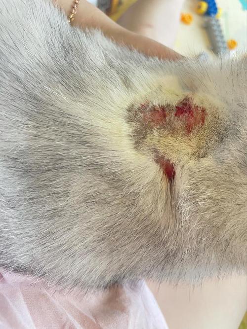 被猫咪抓出血了怎么办-被猫咪抓了出血了会不会有事-第4张图片 被猫咪抓出血了怎么办-被猫咪抓了出血了会不会有事-第4张图片