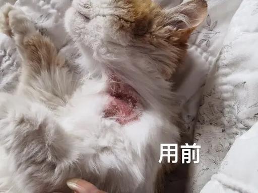 被猫咪抓出血了怎么办-被猫咪抓了出血了会不会有事-第10张图片 被猫咪抓出血了怎么办-被猫咪抓了出血了会不会有事-第10张图片