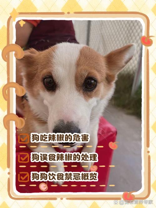 解析“狗狗可以吃辣的吗”你不知道的事-第5张图片 解析“狗狗可以吃辣的吗”你不知道的事-第5张图片