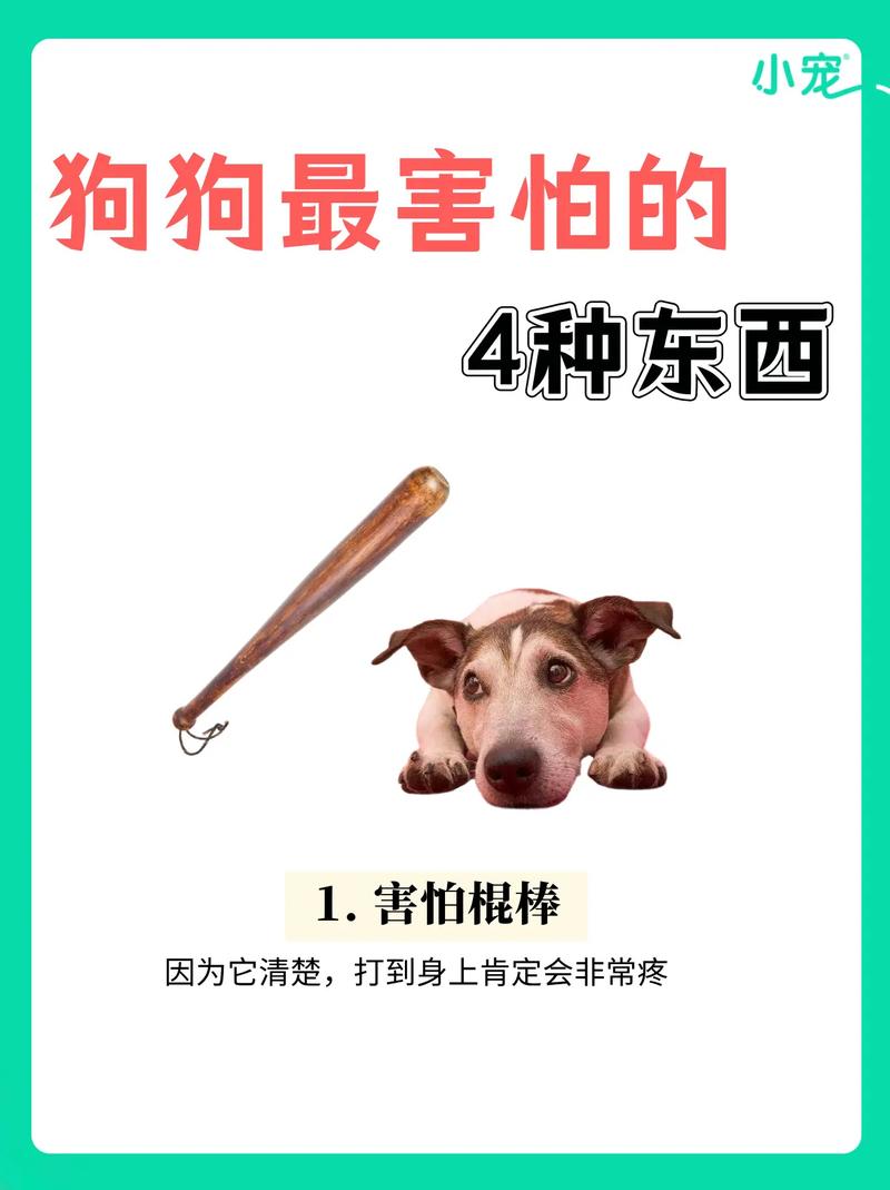 解析“狗狗可以吃辣的吗”你不知道的事-第7张图片 解析“狗狗可以吃辣的吗”你不知道的事-第7张图片