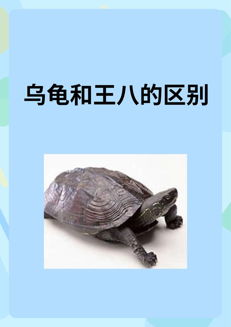 解析“王八是乌龟吗”你不知道的事-第4张图片 解析“王八是乌龟吗”你不知道的事-第4张图片