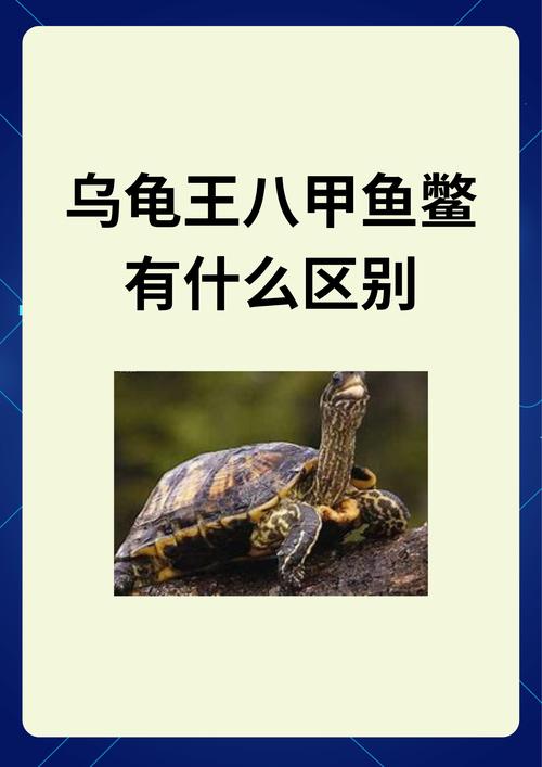 解析“王八是乌龟吗”你不知道的事-第5张图片 解析“王八是乌龟吗”你不知道的事-第5张图片