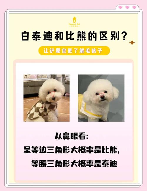 作为消费者“白泰迪和比熊怎么区分”你不能不知道