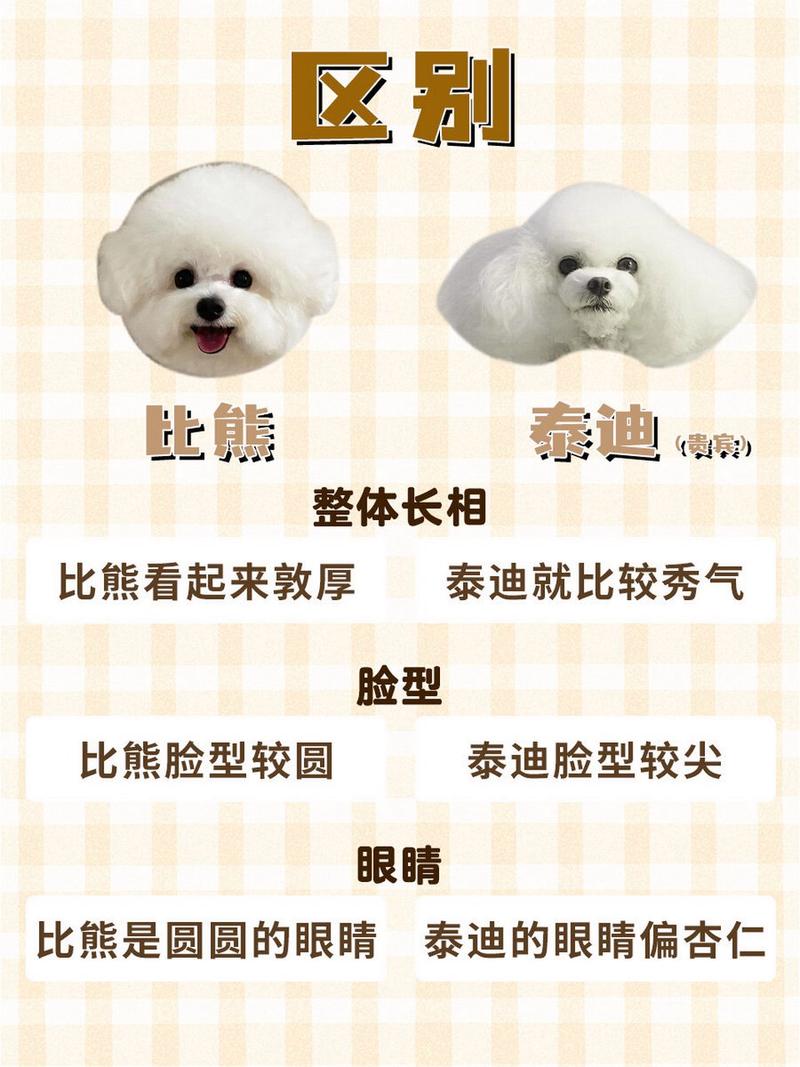 作为消费者“白泰迪和比熊怎么区分”你不能不知道-第4张图片 作为消费者“白泰迪和比熊怎么区分”你不能不知道-第4张图片