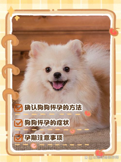 狗狗怀孕怎么照顾-狗怀孕了怎么护理-第2张图片 狗狗怀孕怎么照顾-狗怀孕了怎么护理-第2张图片