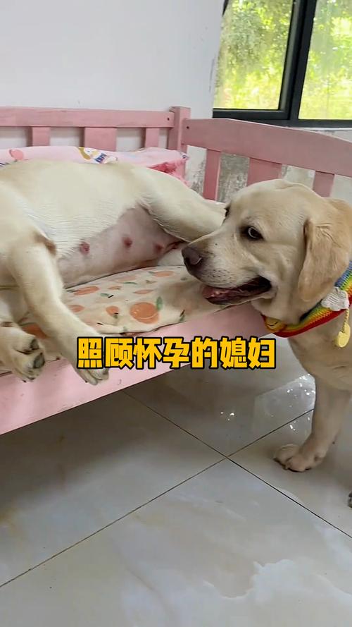 狗狗怀孕怎么照顾-狗怀孕了怎么护理-第3张图片 狗狗怀孕怎么照顾-狗怀孕了怎么护理-第3张图片