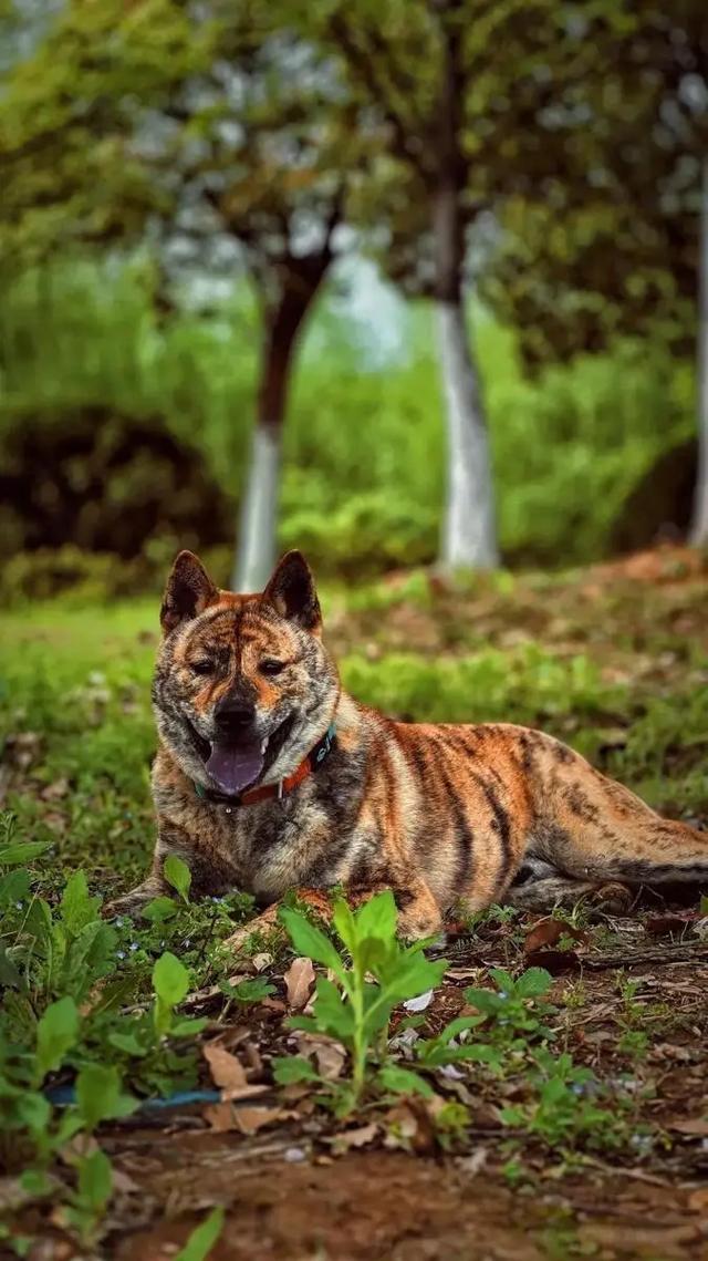 虎斑犬初生崽-虎斑犬幼崽多少钱一只-第2张图片 虎斑犬初生崽-虎斑犬幼崽多少钱一只-第2张图片