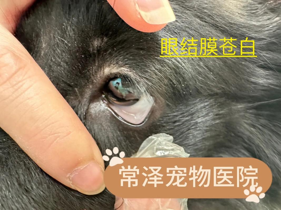 作为消费者“吉氏巴贝斯虫”你不能不知道-第10张图片 作为消费者“吉氏巴贝斯虫”你不能不知道-第10张图片
