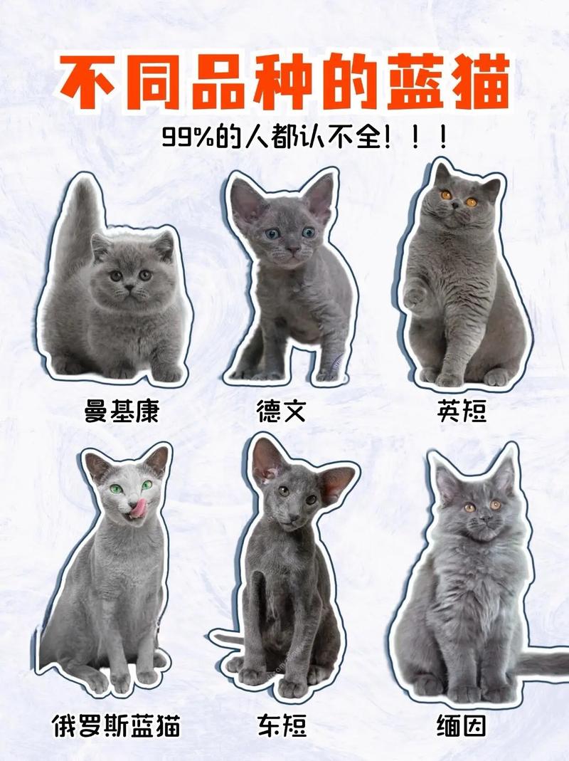 作为消费者“蓝色眼睛的猫咪名字”你不能不知道-第6张图片 作为消费者“蓝色眼睛的猫咪名字”你不能不知道-第6张图片
