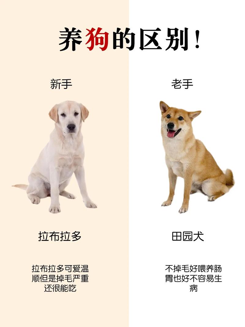 解析“拉布拉多是什么样的狗”你不知道的事-第5张图片 解析“拉布拉多是什么样的狗”你不知道的事-第5张图片