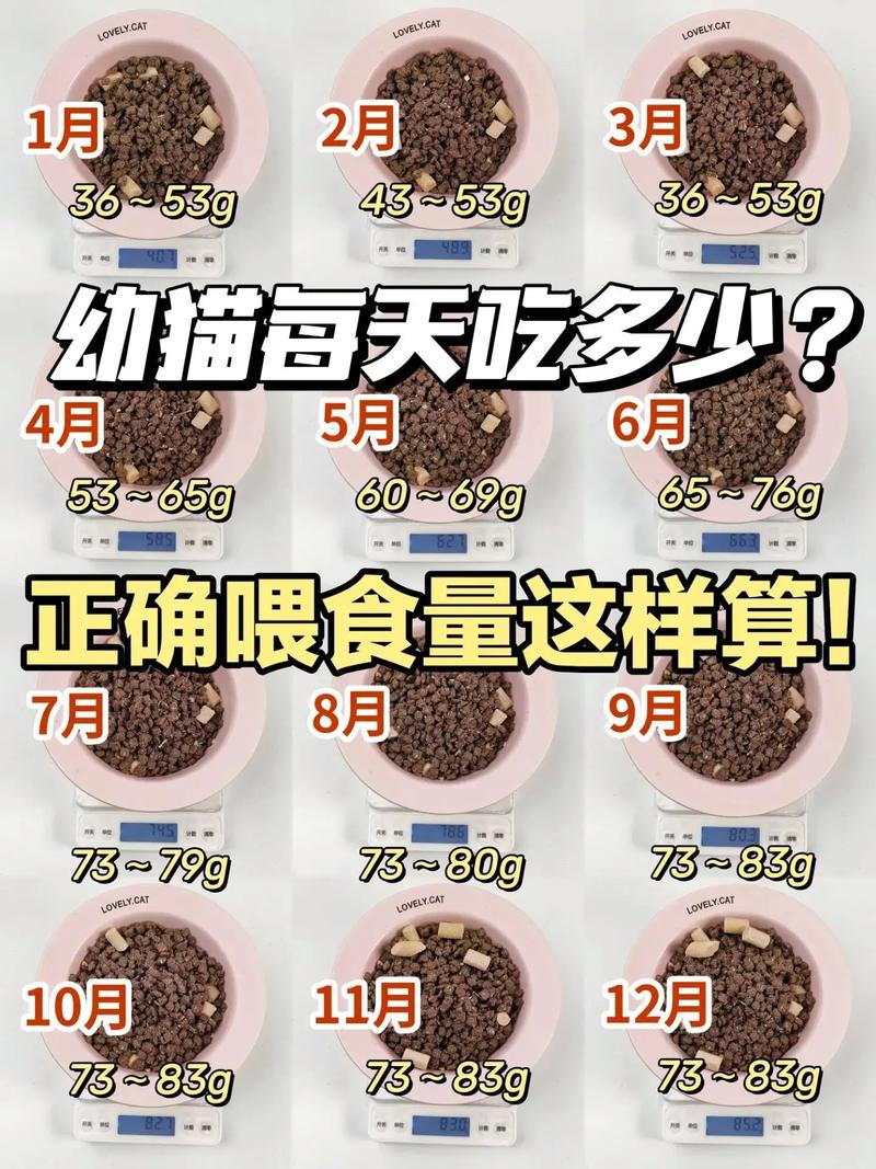 作为消费者“猫咪多久喂一次猫粮”你不能不知道