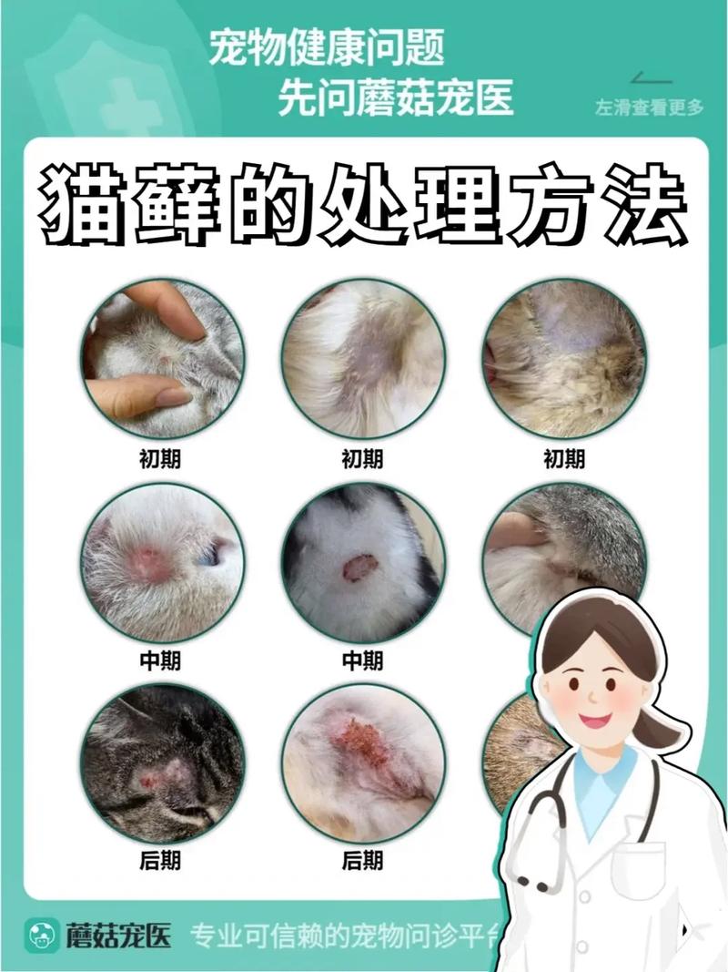 猫咪猫藓,猫咪猫藓用什么药最有效-第4张图片 猫咪猫藓,猫咪猫藓用什么药最有效-第4张图片