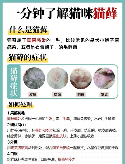 猫咪猫藓,猫咪猫藓用什么药最有效-第5张图片 猫咪猫藓,猫咪猫藓用什么药最有效-第5张图片
