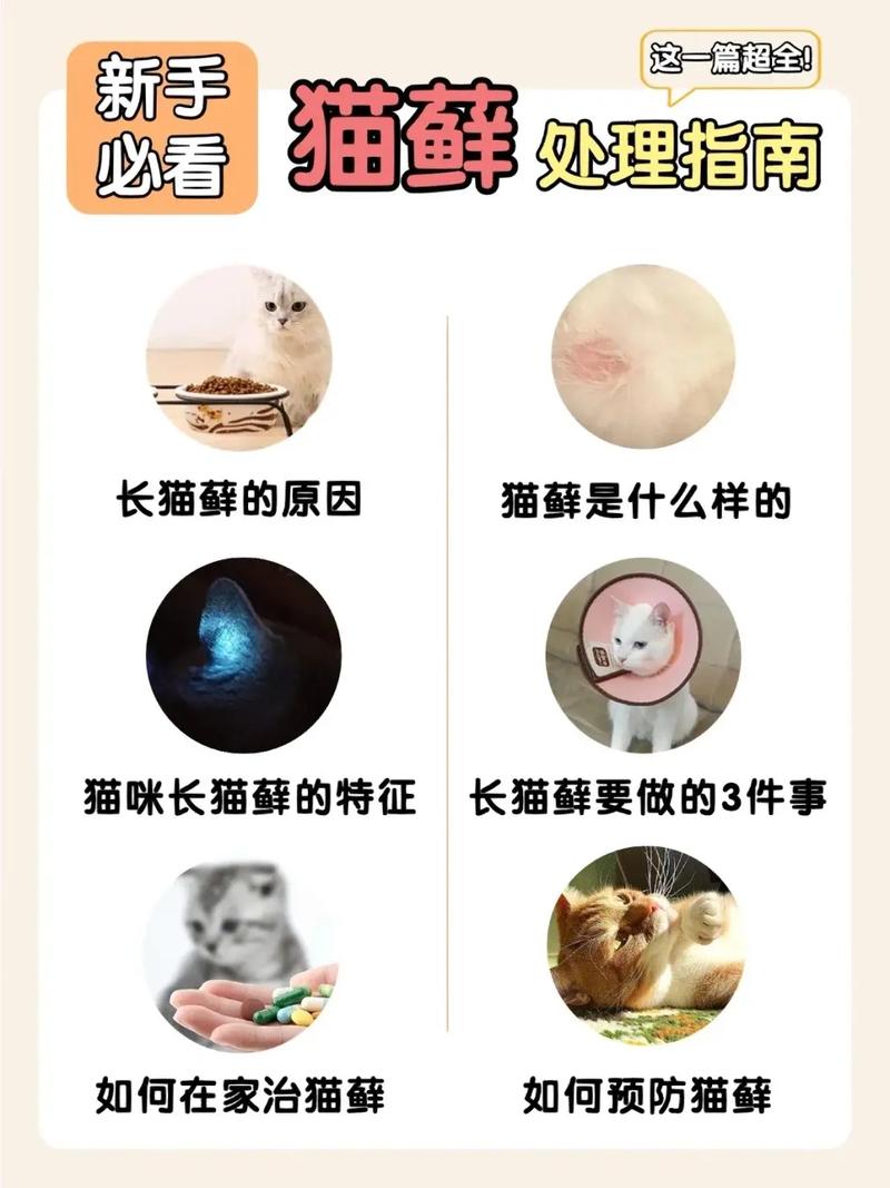 猫咪猫藓,猫咪猫藓用什么药最有效-第8张图片 猫咪猫藓,猫咪猫藓用什么药最有效-第8张图片