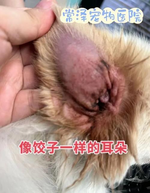 狗狗耳朵有血怎么回事-狗狗耳朵有血水怎么办-第3张图片 狗狗耳朵有血怎么回事-狗狗耳朵有血水怎么办-第3张图片