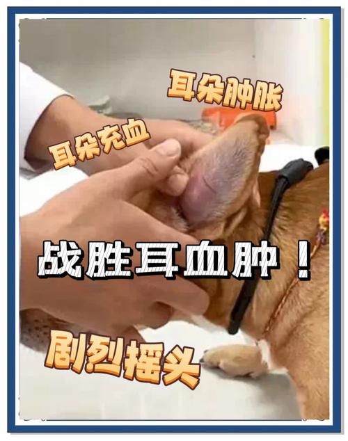 狗狗耳朵有血怎么回事-狗狗耳朵有血水怎么办-第6张图片 狗狗耳朵有血怎么回事-狗狗耳朵有血水怎么办-第6张图片