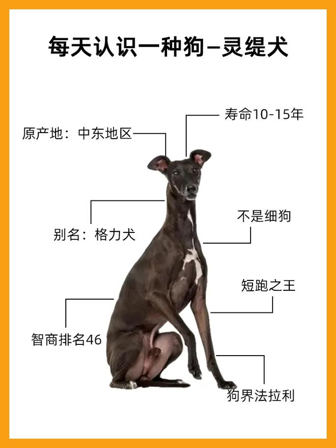 解析“纯种灵缇犬多少钱一只”你不知道的事-第4张图片 解析“纯种灵缇犬多少钱一只”你不知道的事-第4张图片