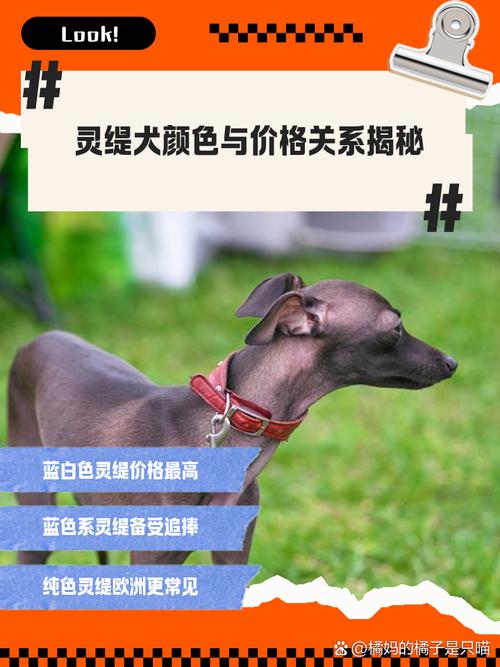 解析“纯种灵缇犬多少钱一只”你不知道的事-第6张图片 解析“纯种灵缇犬多少钱一只”你不知道的事-第6张图片
