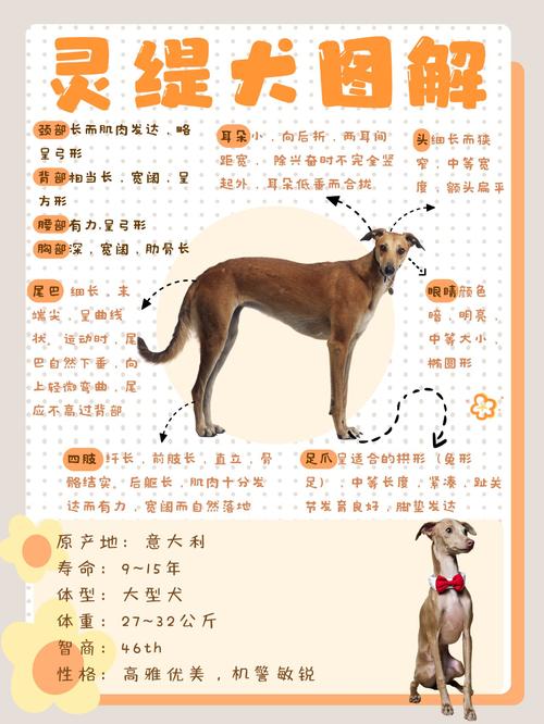 解析“纯种灵缇犬多少钱一只”你不知道的事-第7张图片 解析“纯种灵缇犬多少钱一只”你不知道的事-第7张图片
