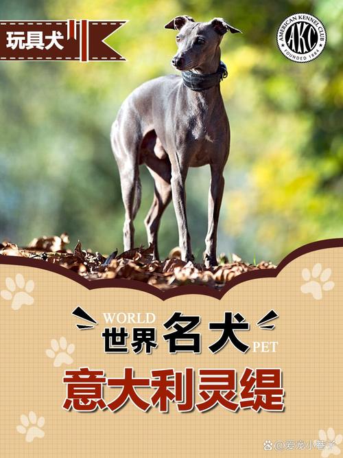 解析“纯种灵缇犬多少钱一只”你不知道的事-第8张图片 解析“纯种灵缇犬多少钱一只”你不知道的事-第8张图片