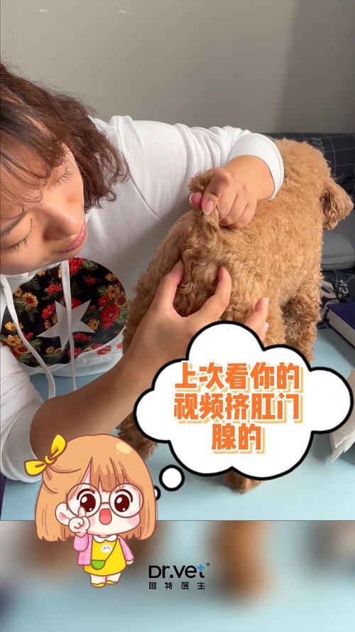 狗狗肛门腺一定要挤吗-红霉素软膏能治狗狗肛门腺吗-第2张图片 狗狗肛门腺一定要挤吗-红霉素软膏能治狗狗肛门腺吗-第2张图片