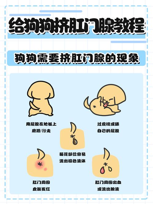 狗狗肛门腺一定要挤吗-红霉素软膏能治狗狗肛门腺吗-第4张图片 狗狗肛门腺一定要挤吗-红霉素软膏能治狗狗肛门腺吗-第4张图片