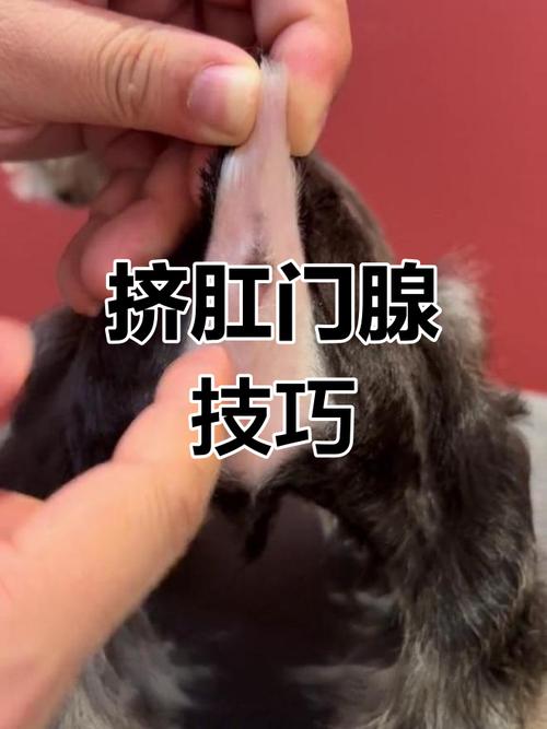 狗狗肛门腺一定要挤吗-红霉素软膏能治狗狗肛门腺吗-第5张图片 狗狗肛门腺一定要挤吗-红霉素软膏能治狗狗肛门腺吗-第5张图片