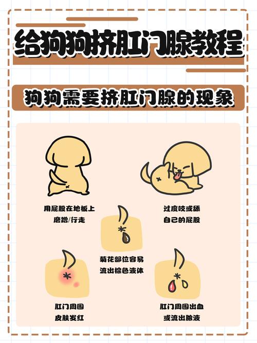 狗狗肛门腺一定要挤吗-红霉素软膏能治狗狗肛门腺吗-第6张图片 狗狗肛门腺一定要挤吗-红霉素软膏能治狗狗肛门腺吗-第6张图片