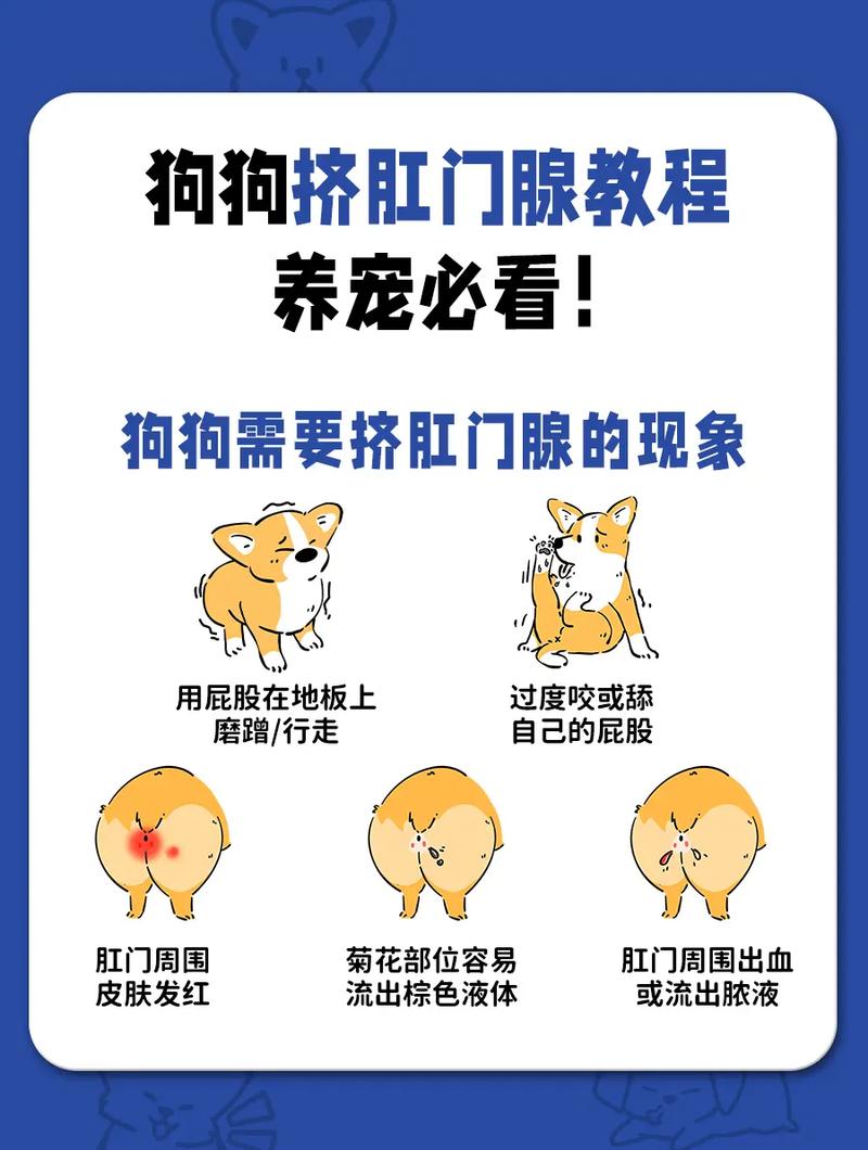 狗狗肛门腺一定要挤吗-红霉素软膏能治狗狗肛门腺吗-第9张图片 狗狗肛门腺一定要挤吗-红霉素软膏能治狗狗肛门腺吗-第9张图片