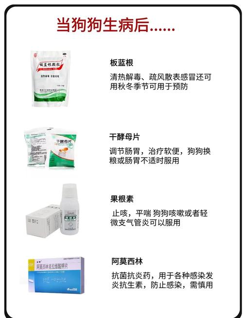 解析“狗感冒吃什么药最有效”你不知道的事-第4张图片 解析“狗感冒吃什么药最有效”你不知道的事-第4张图片