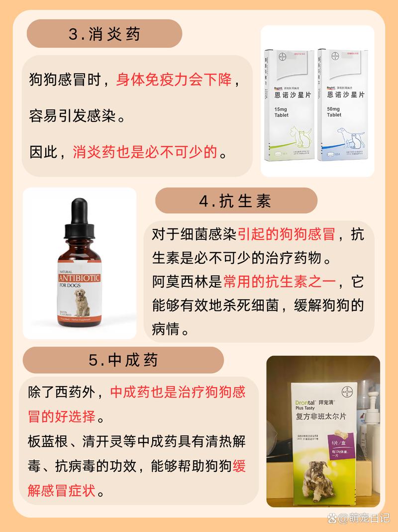 解析“狗感冒吃什么药最有效”你不知道的事-第5张图片 解析“狗感冒吃什么药最有效”你不知道的事-第5张图片