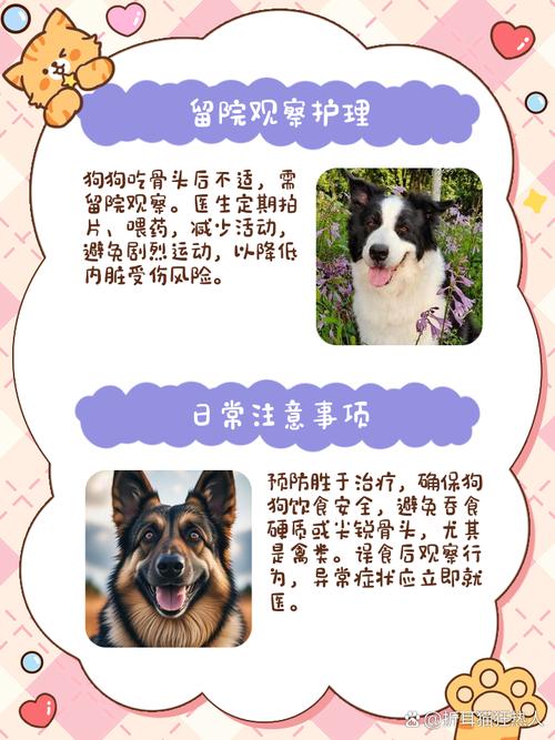 解析“三个月的狗狗可以吃骨头吗”你不知道的事-第2张图片 解析“三个月的狗狗可以吃骨头吗”你不知道的事-第2张图片