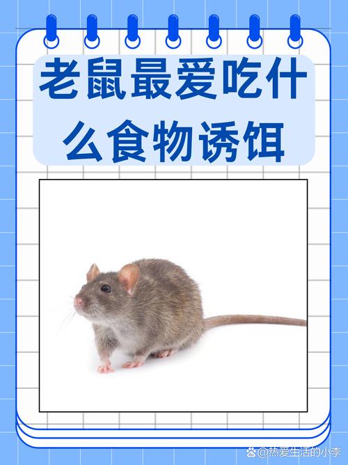什么动物吃老鼠,什么动物吃老鼠吃比较多-第1张图片 什么动物吃老鼠,什么动物吃老鼠吃比较多-第1张图片