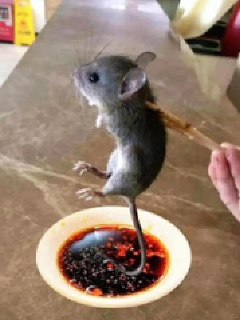 什么动物吃老鼠,什么动物吃老鼠吃比较多-第3张图片 什么动物吃老鼠,什么动物吃老鼠吃比较多-第3张图片