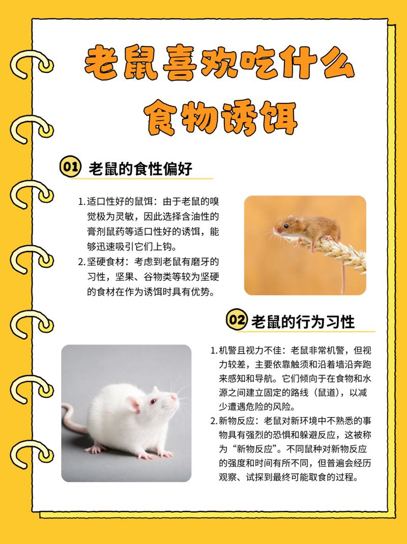 什么动物吃老鼠,什么动物吃老鼠吃比较多-第5张图片 什么动物吃老鼠,什么动物吃老鼠吃比较多-第5张图片