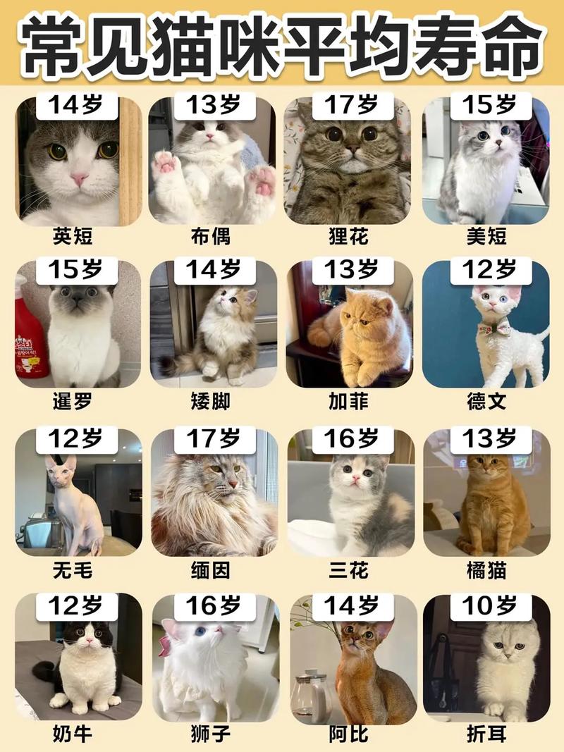 作为消费者“猫寿命一般多少年”你不能不知道-第8张图片 作为消费者“猫寿命一般多少年”你不能不知道-第8张图片