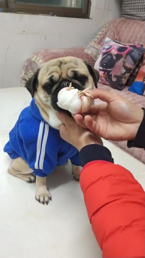 狗狗能吃大蒜吗-狗狗可以吃大蒜嘛-第1张图片 狗狗能吃大蒜吗-狗狗可以吃大蒜嘛-第1张图片