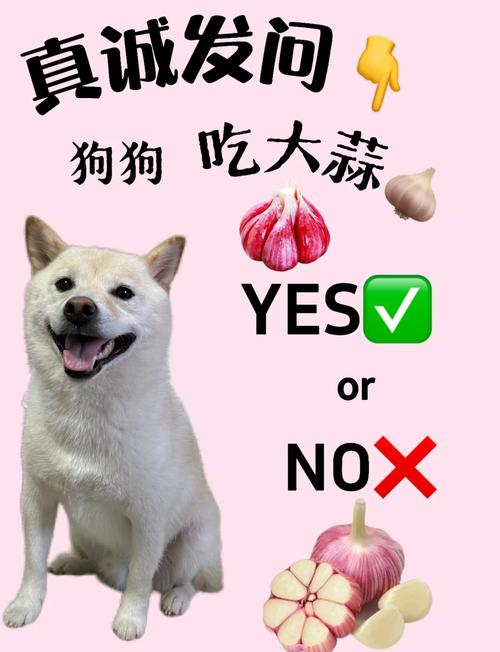 狗狗能吃大蒜吗-狗狗可以吃大蒜嘛-第9张图片 狗狗能吃大蒜吗-狗狗可以吃大蒜嘛-第9张图片