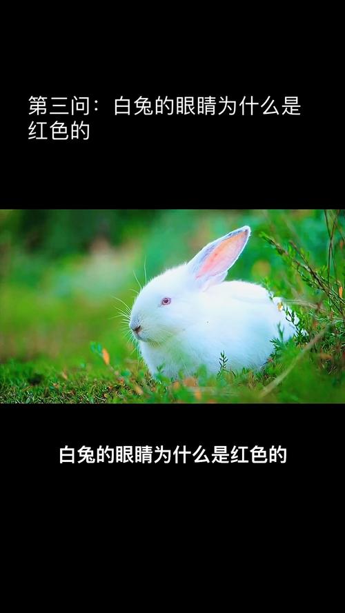兔子的眼睛,兔子的眼睛有黑色的吗-第7张图片 兔子的眼睛,兔子的眼睛有黑色的吗-第7张图片
