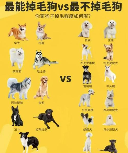 萨摩耶的五大特点-萨摩耶的特征和特点-第3张图片 萨摩耶的五大特点-萨摩耶的特征和特点-第3张图片