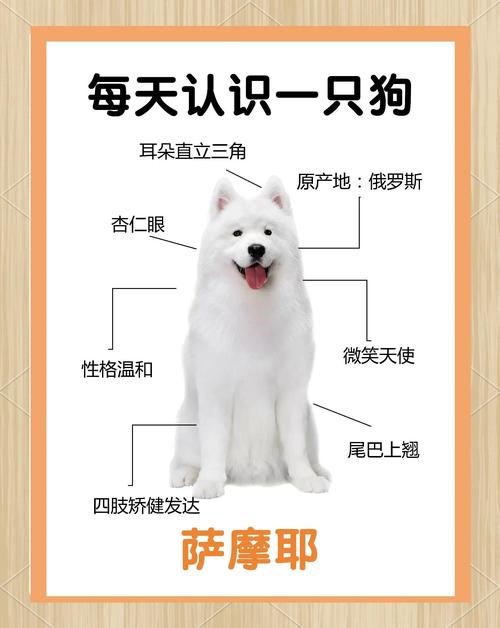 萨摩耶的五大特点-萨摩耶的特征和特点-第6张图片 萨摩耶的五大特点-萨摩耶的特征和特点-第6张图片