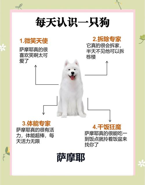 萨摩耶的五大特点-萨摩耶的特征和特点-第7张图片 萨摩耶的五大特点-萨摩耶的特征和特点-第7张图片